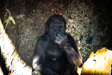 Wildlife